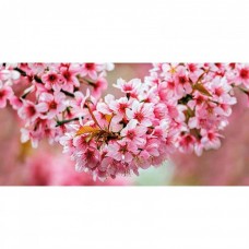Декор глянцевая Okka UG2L072D Sakura 60x30 8мм  розовый Cersanit
